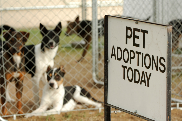 Adopce psa